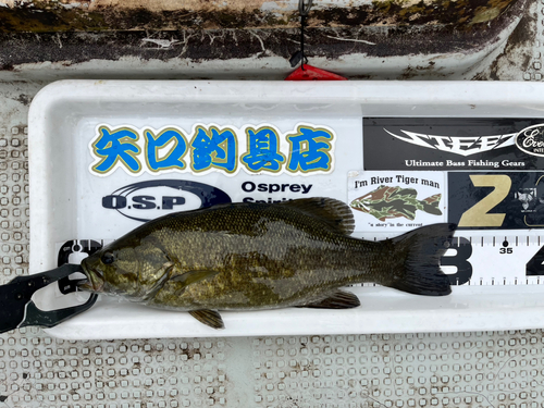 スモールマウスバスの釣果