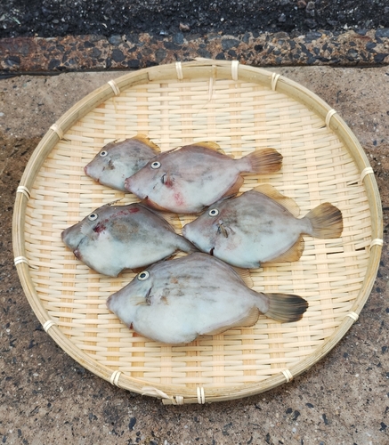 カワハギの釣果