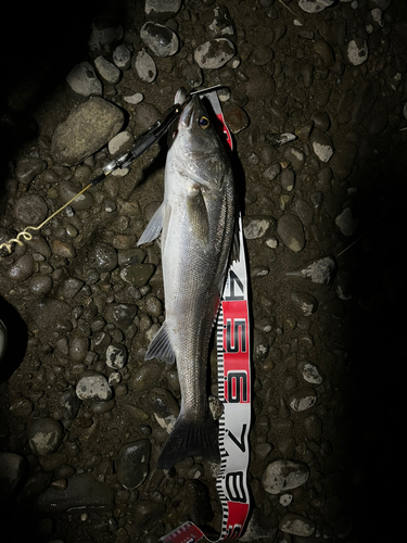 スズキの釣果