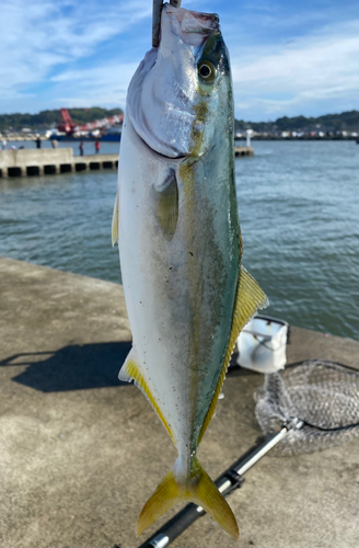 ヤズの釣果