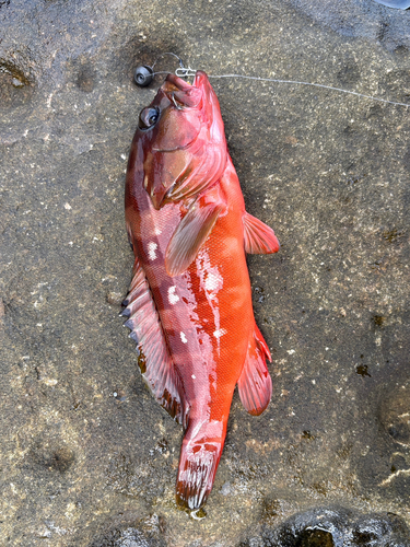 アカハタの釣果