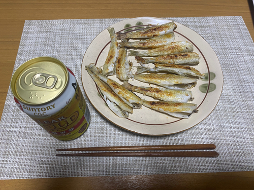 シロギスの釣果