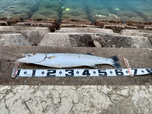 オニカマスの釣果