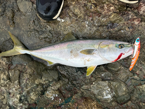 ワラサの釣果