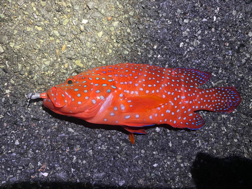 ユカタハタの釣果