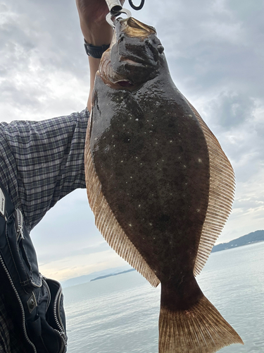 ヒラメの釣果