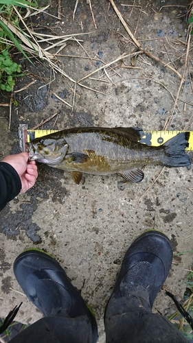 スモールマウスバスの釣果