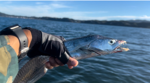 タチウオの釣果