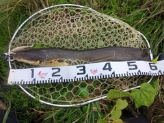 ナマズの釣果