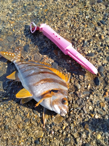 タカノハダイの釣果