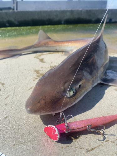 ホシザメの釣果