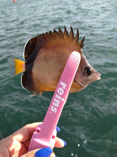 シラコダイの釣果