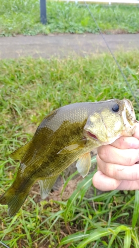 ラージマウスバスの釣果