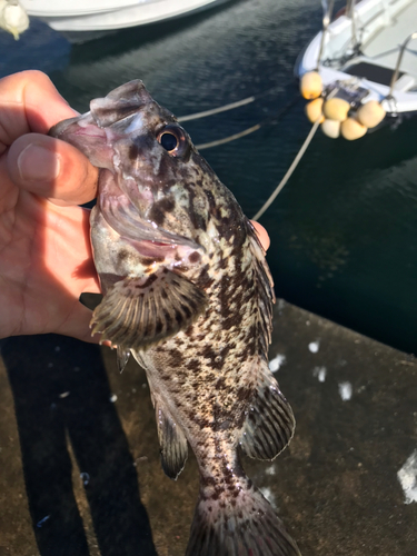 クロソイの釣果