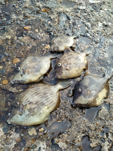 鹿島港魚釣園