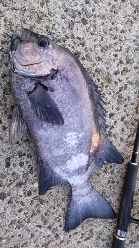 イシダイの釣果