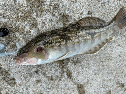 アイナメの釣果