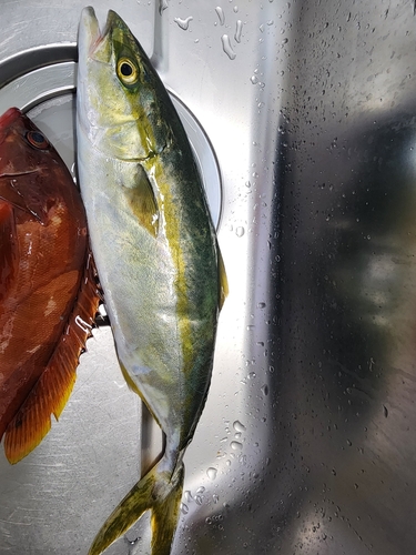 ハマチの釣果