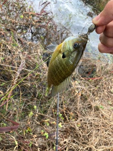 ブルーギルの釣果