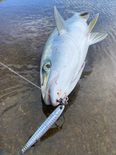 ワラサの釣果