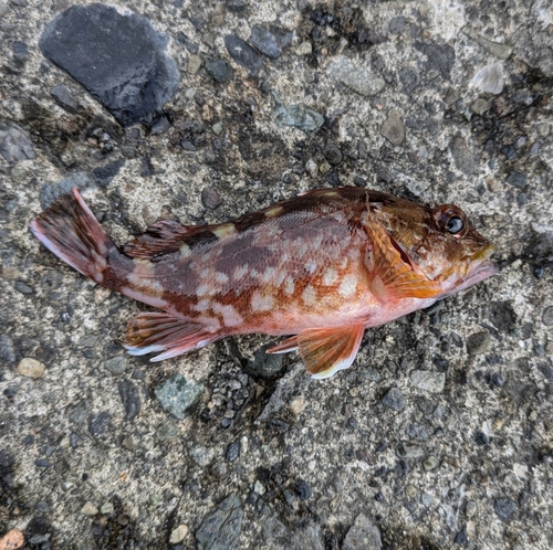 カサゴの釣果