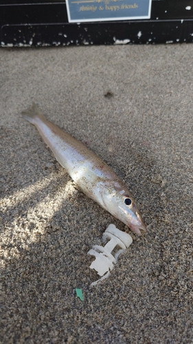 シロギスの釣果