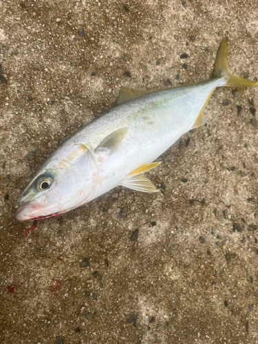 サゴシの釣果