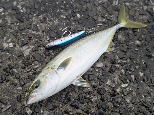 ハマチの釣果