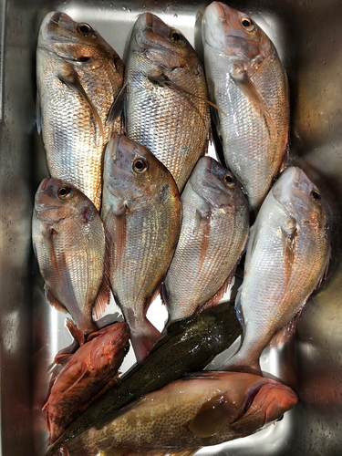 タイの釣果