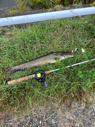 ナマズの釣果