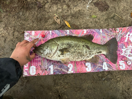 ブラックバスの釣果