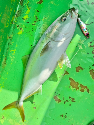 イナダの釣果