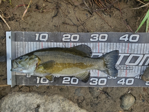 スモールマウスバスの釣果