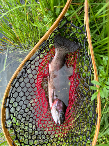 ニジマスの釣果