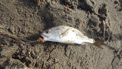 ニベの釣果