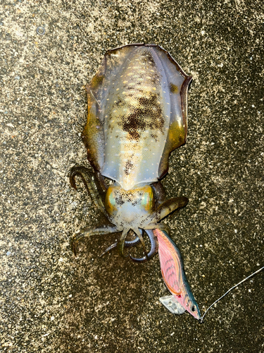 アオリイカの釣果