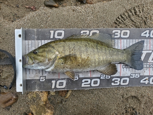 スモールマウスバスの釣果