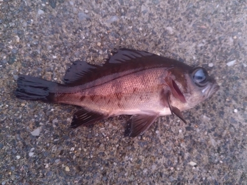 メバルの釣果