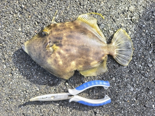 カワハギの釣果