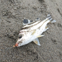 コトヒキの釣果