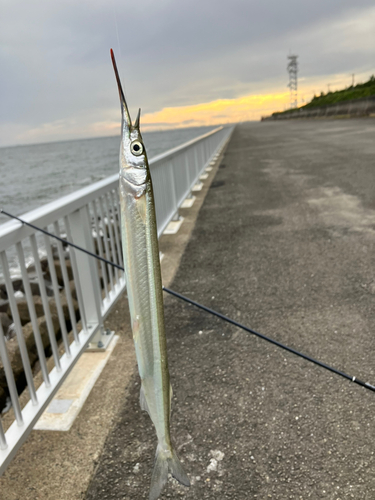 サヨリの釣果