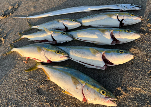 イナダの釣果