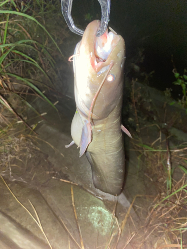 ナマズの釣果