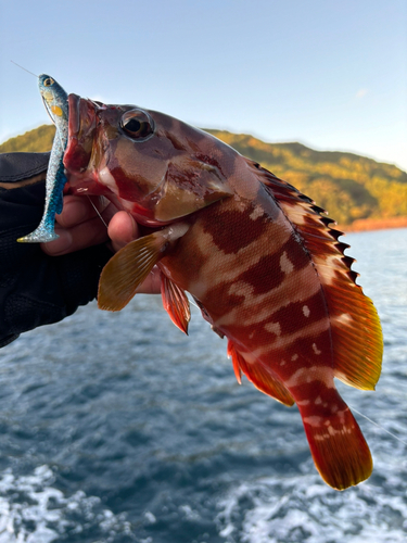 アカハタの釣果