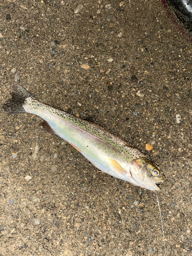 ニジマスの釣果