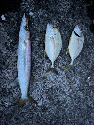 カマスの釣果