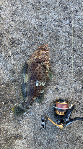 シロブチハタの釣果