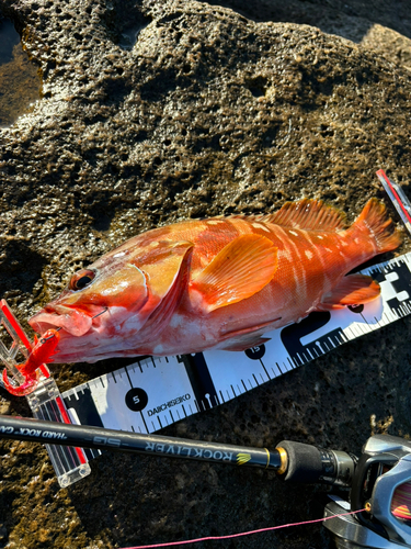 アカハタの釣果