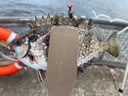 アイゴの釣果