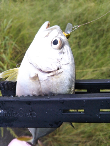 メッキの釣果